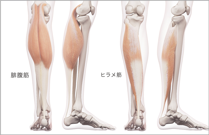 下腿三頭筋の基礎知識