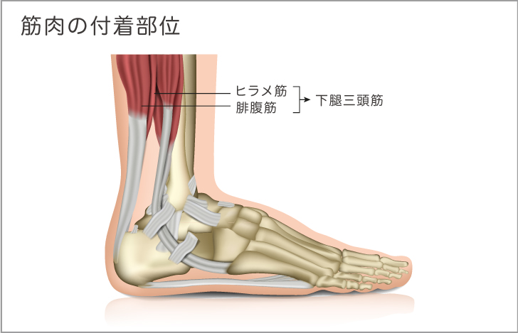 停止［筋肉の付着部位（作用点）］
