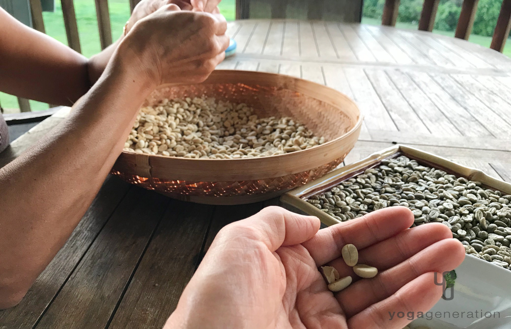 コーヒー豆を摘んで焙煎の準備