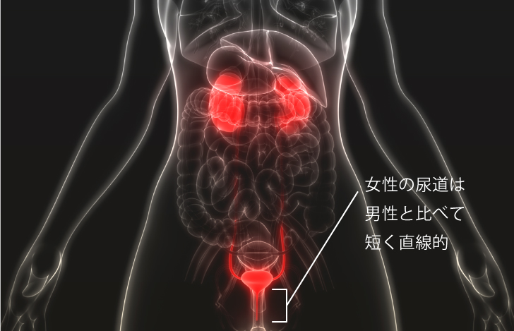 なぜ、男性よりも女性の方が尿もれに悩む人が多いの？ 