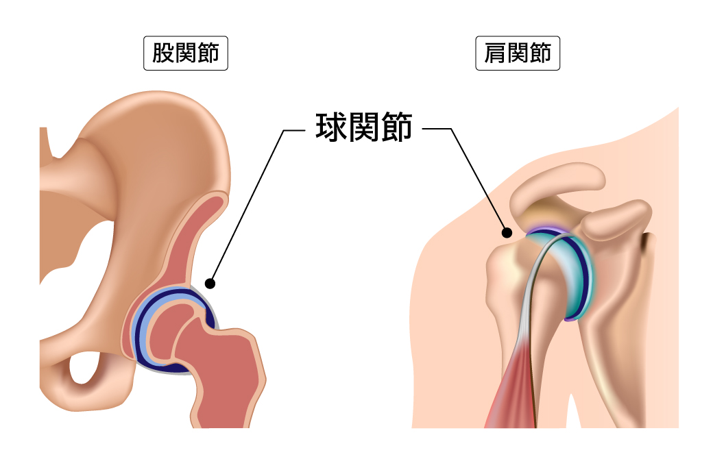 ポイントは「関節の安定化」