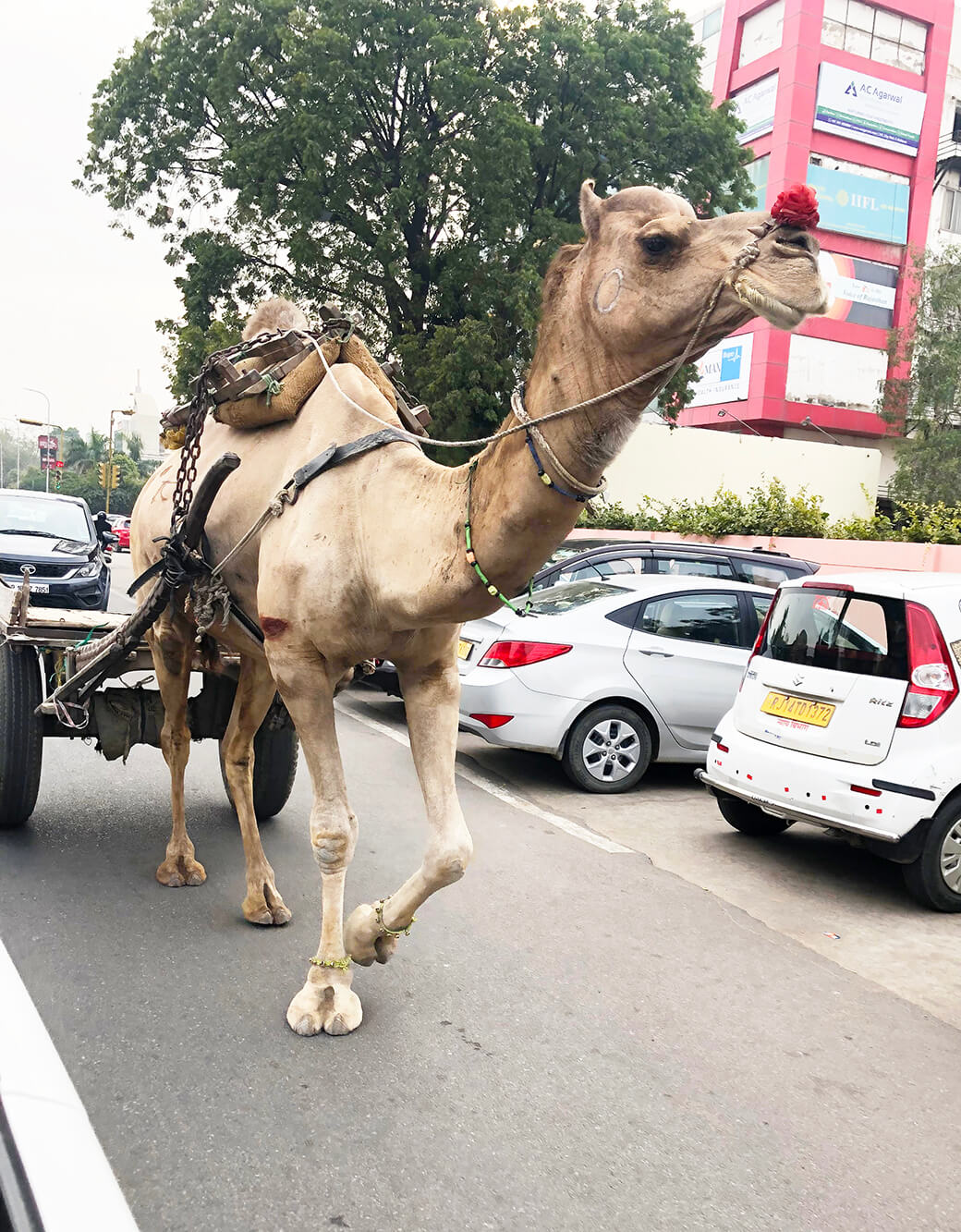 ジャイプールの街で出会ったラクダ