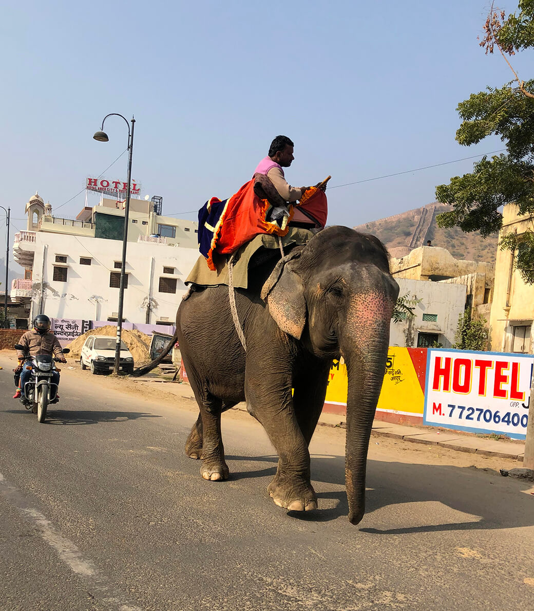 ジャイプールの街を散歩していて出会った象