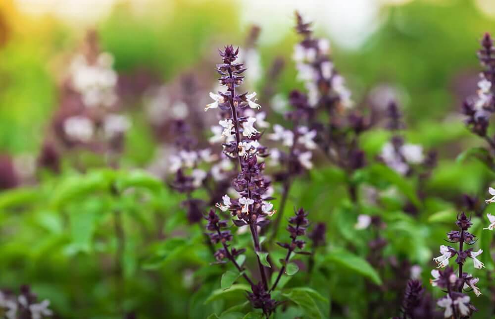 インドの比類なき霊薬“トゥルシー”で、病気に負けない！