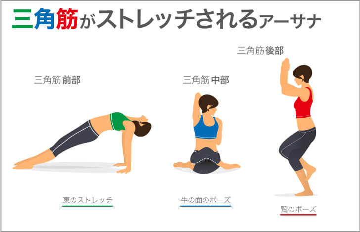 三角筋がストレッチされるアーサナ