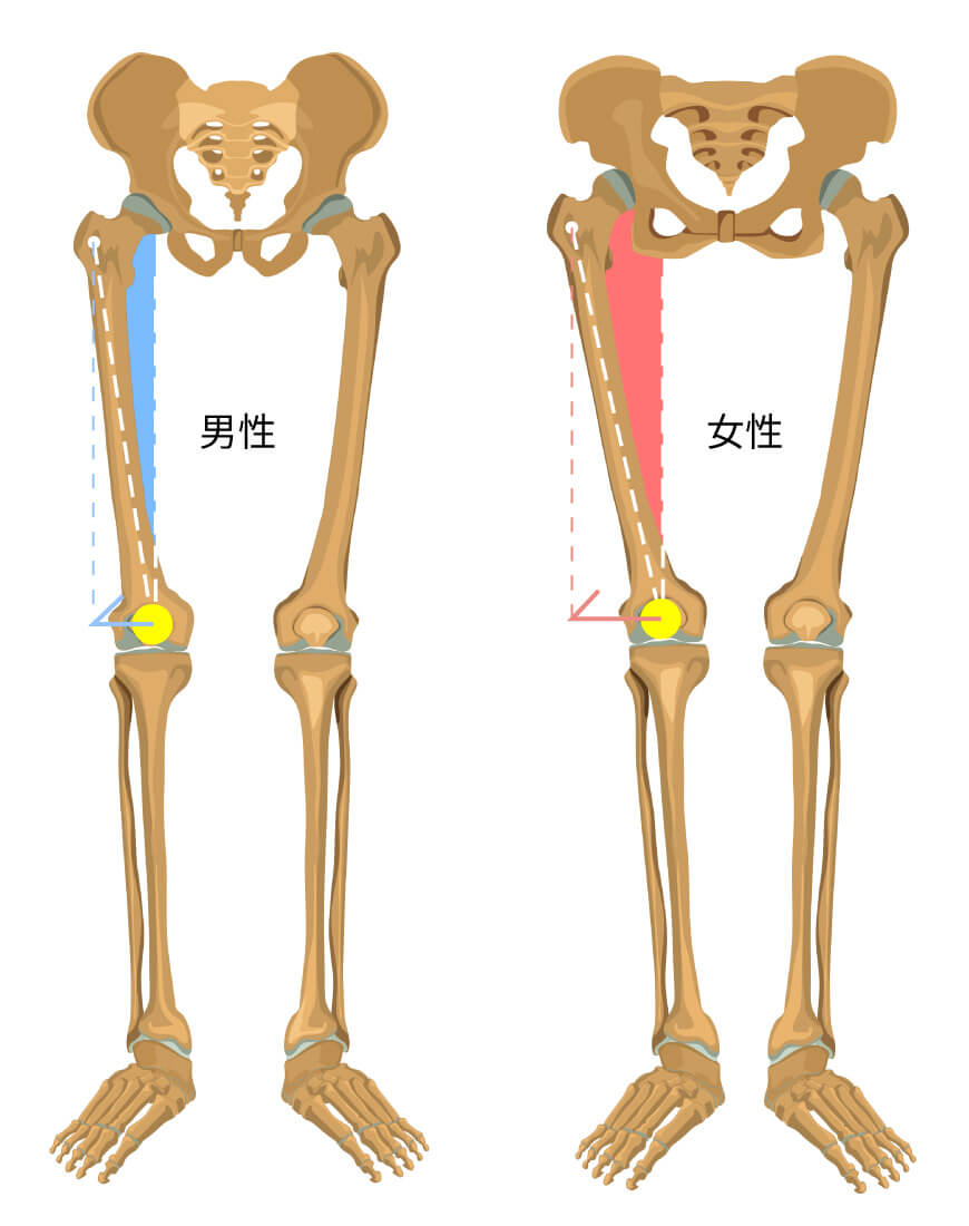 男女の骨格の差