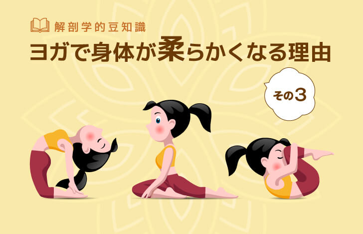 ヨガで身体が柔らかくなる理由〜その3〜