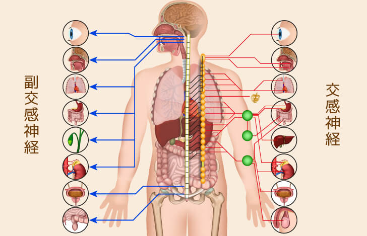 自律神経は交感神経と副交感神経の役割