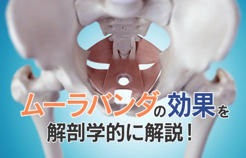 ムーラバンダの効果を、解剖学的に解説！