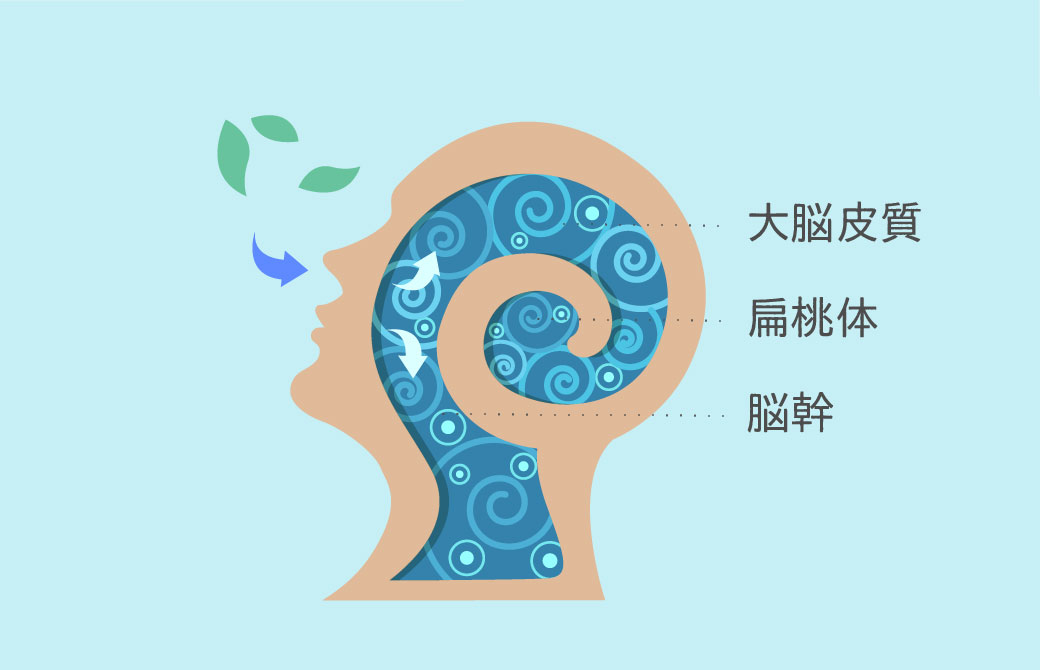 呼吸と脳のつながり