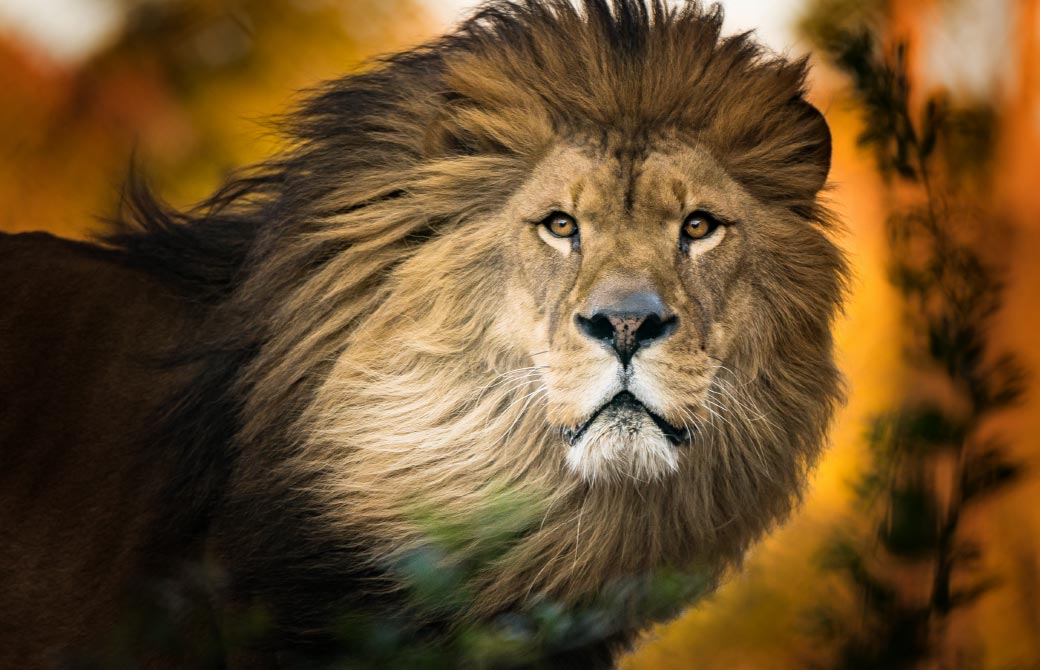 少年少女たちに生きる本質を体感させた、偉大なライオン王アスラン