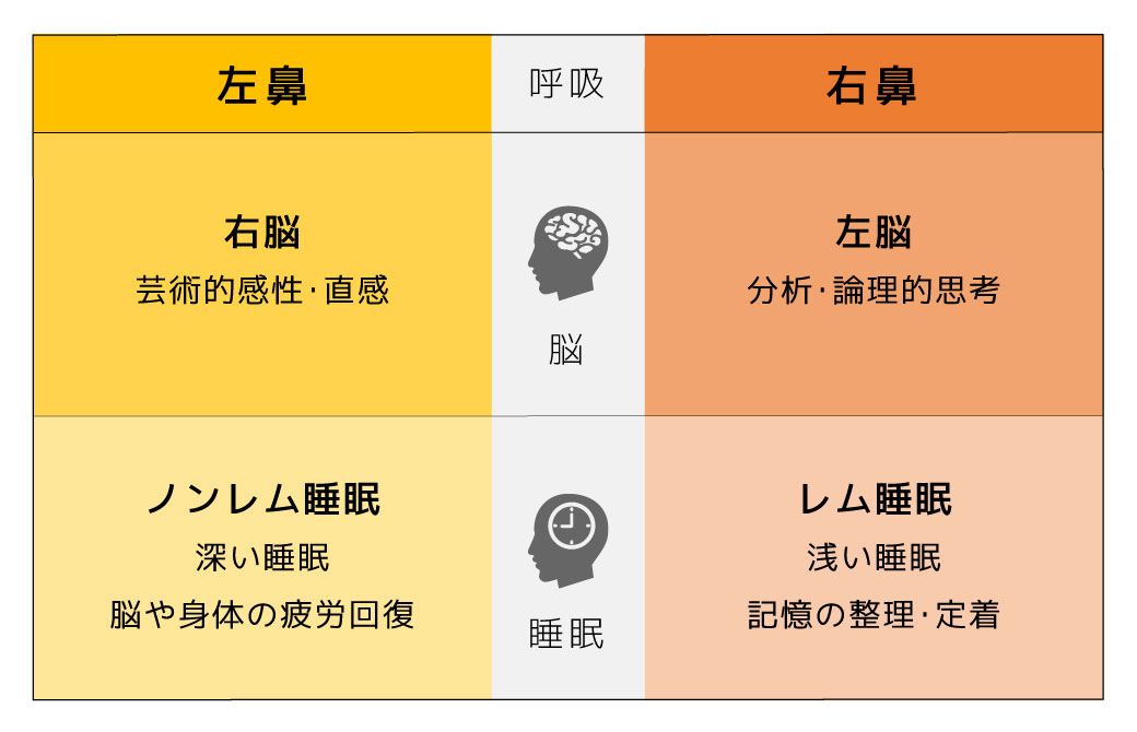 ネーザルサイクルは脳の働きや睡眠に深く影響している
