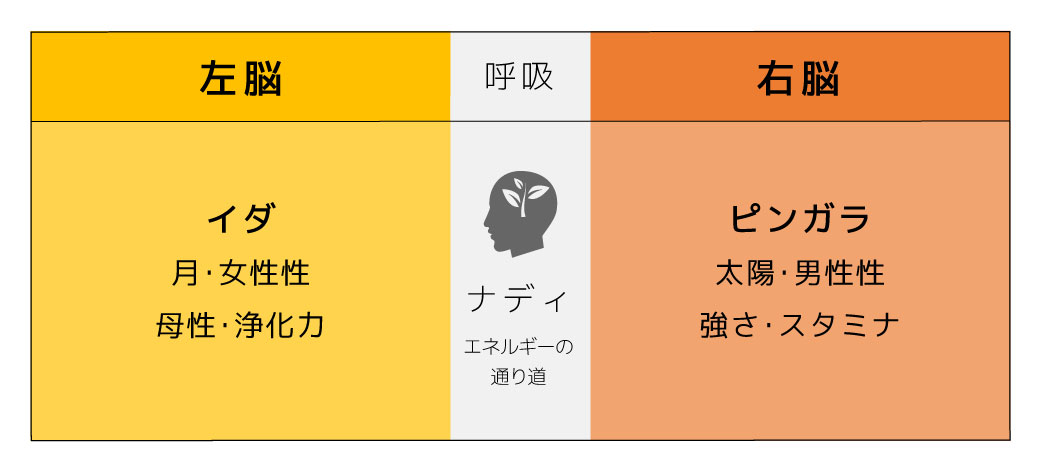 左右のナディがそれぞれ象徴するもの
