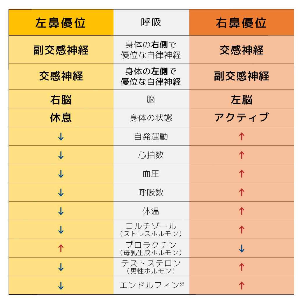 左右の鼻と呼吸・自律神経の関係