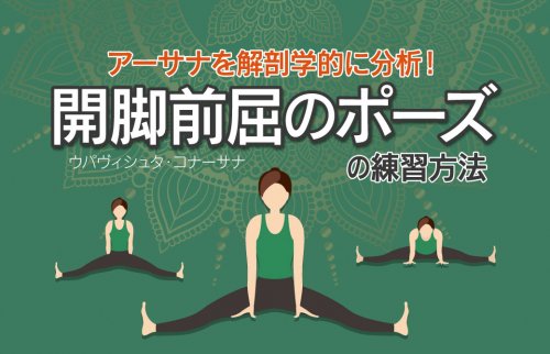 アーサナを解剖学的に分析！効果的に行う開脚前屈のポーズの練習方法