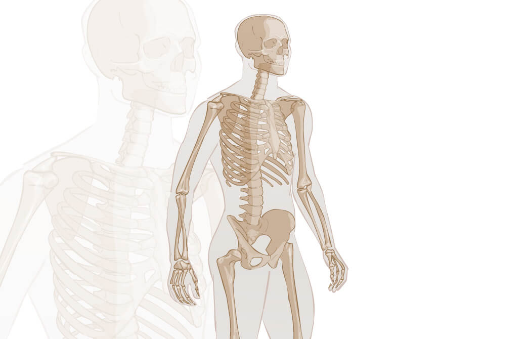 解剖学でヨガをもっと感じる