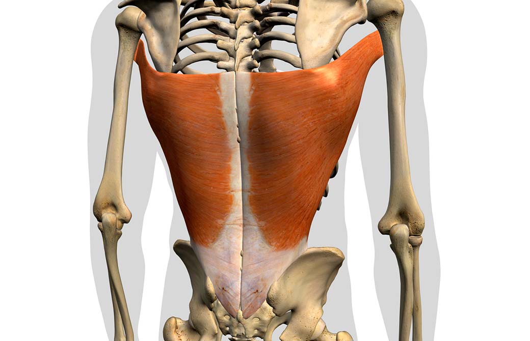 過去の怒りが溜まっていくと広背筋が硬くなる