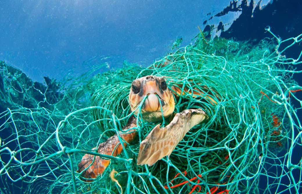 ハワイのウミガメの様子