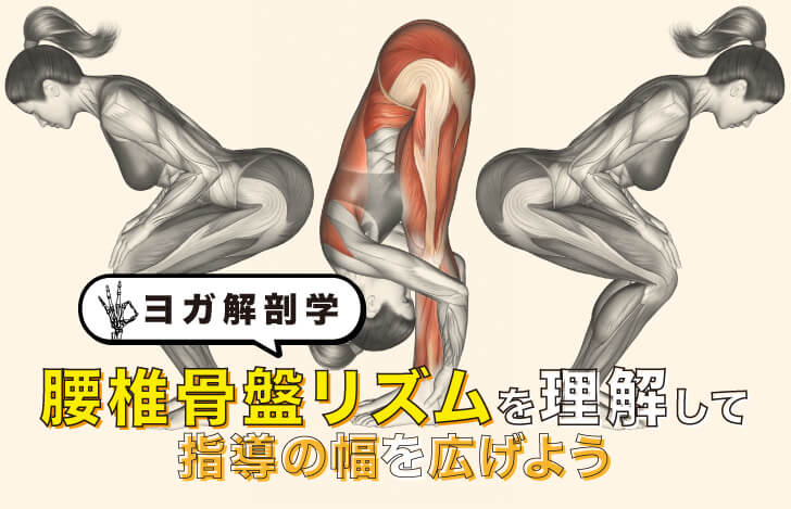 【ヨガ解剖学】腰椎骨盤リズムを理解して指導の幅を広げよう