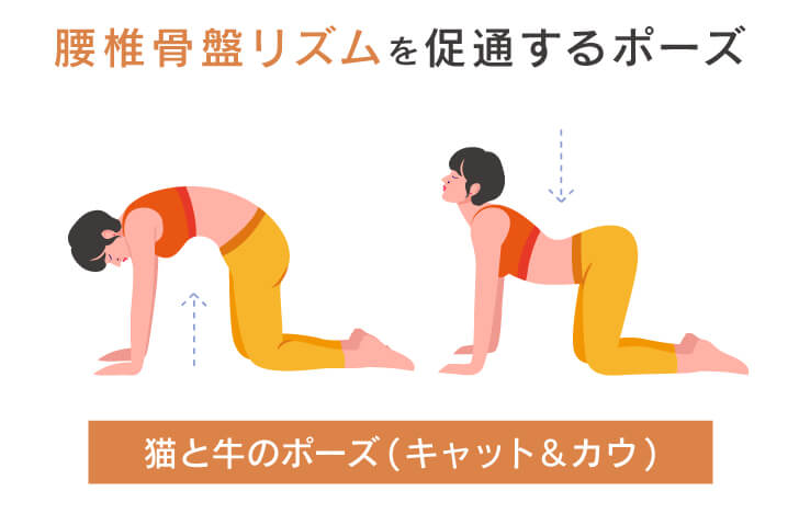 猫と牛のポーズ(キャット＆カウ)