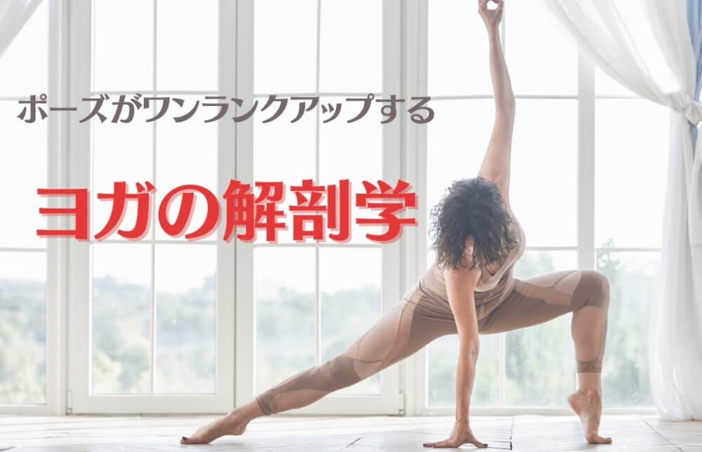 ヨガの解剖学