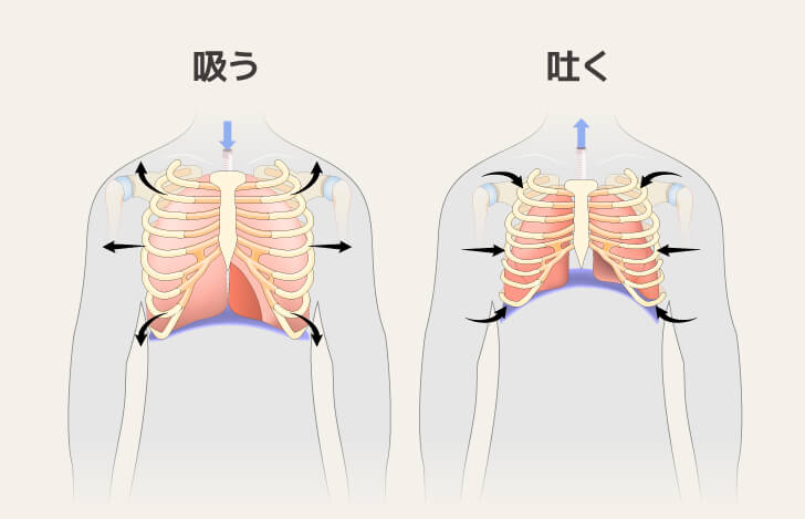 呼吸時の胸の様子