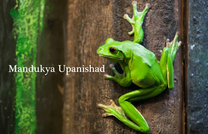 木に登るカエル