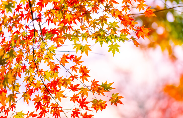 色づいた紅葉の木