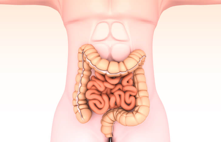 小腸と大腸のイラスト