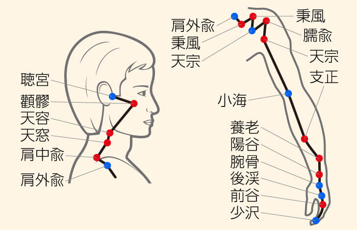 『小腸』の経絡
