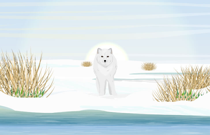 雪景色にたたずむ白いキツネ