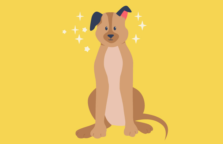 キラキラとした純粋な眼差しの犬