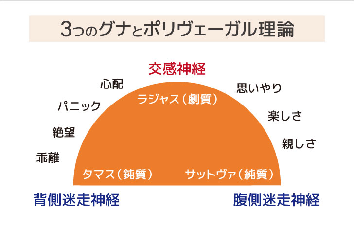 3つのグナとポリヴェーガル理論の図