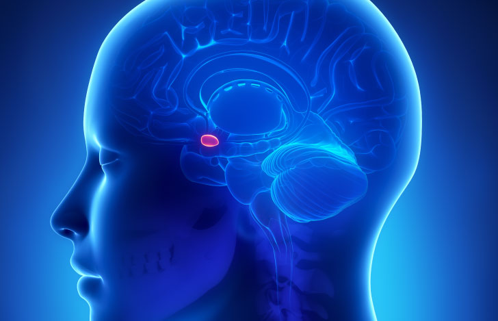 扁桃体を示す人の頭部のスケルトン図
