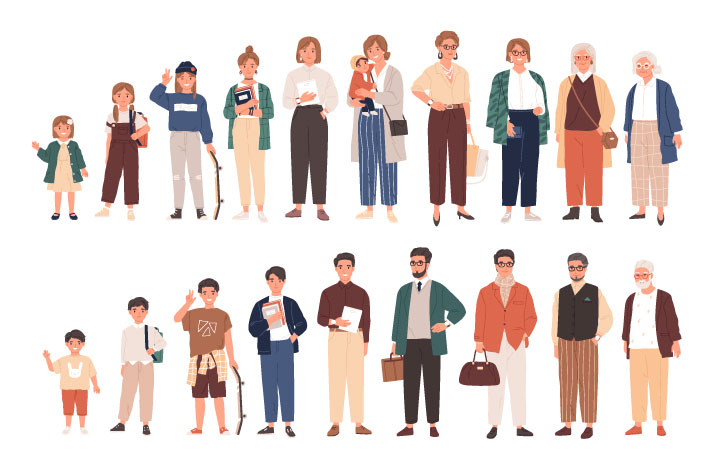 男女両方の一生での成長を表すイラスト