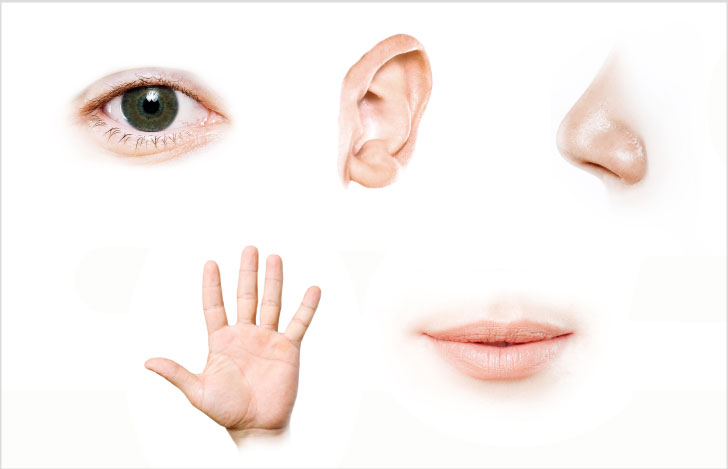 五感を表す人の体のパーツ