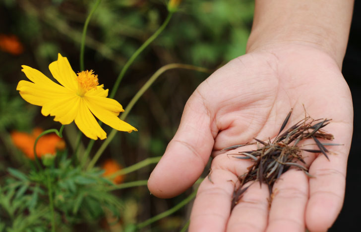 黄色い花と手に乗せられたその花の種