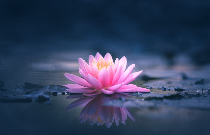 ひっそりと咲くピンクの美しい蓮の花