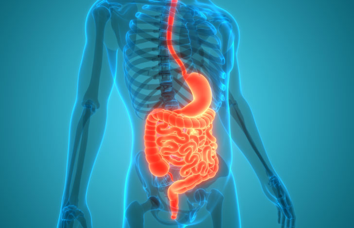 人体と消化器のイラスト