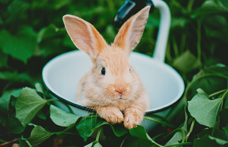 草陰から顔を出すウサギの写真