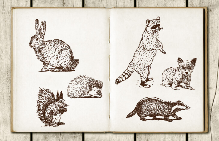 ウサギやアライグマなどの動物のイラスト