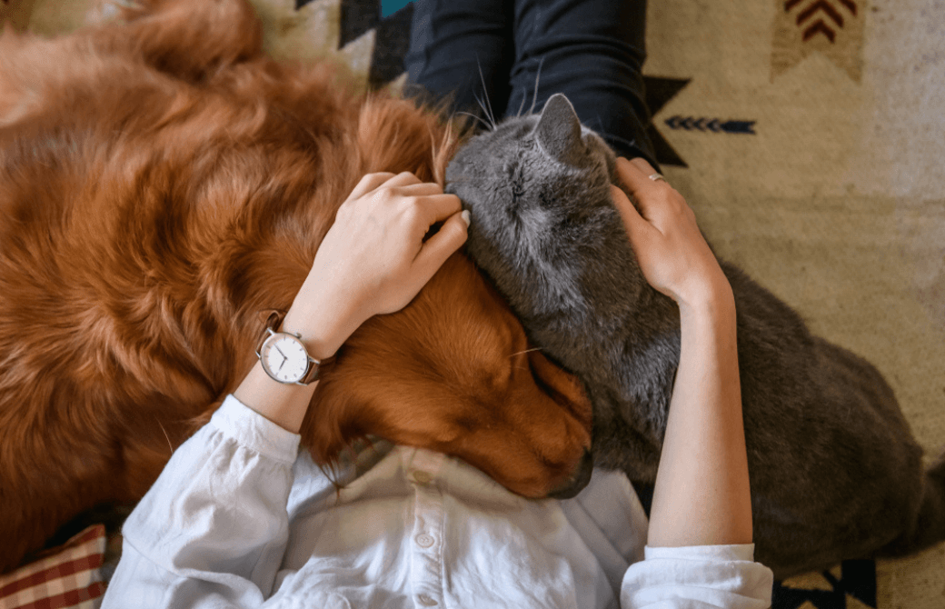 膝の上に犬と猫を載せている人