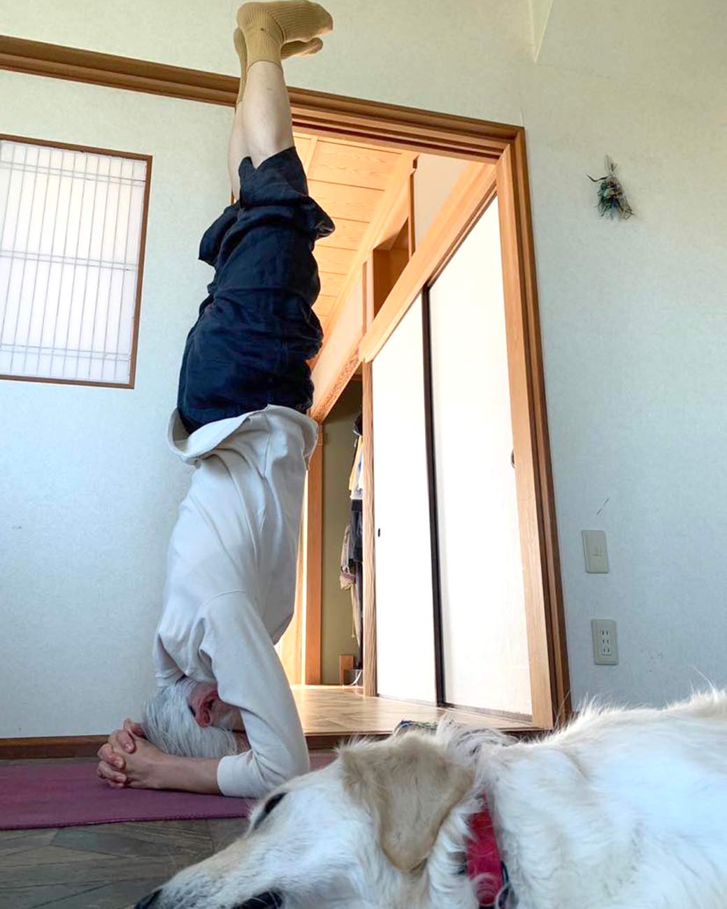 中井先生の自宅でのシルシャーサナ。愛犬メルモと一緒に