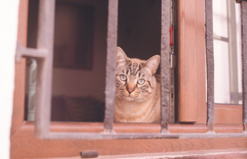  窓辺から外を見ている茶色の猫