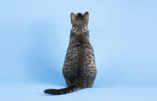 茶色い猫の後ろ姿