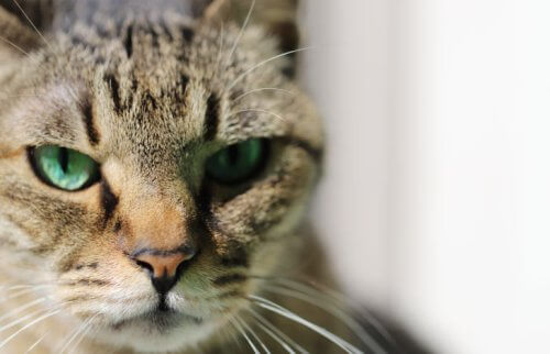 こちらを見る緑の目をした茶色い猫