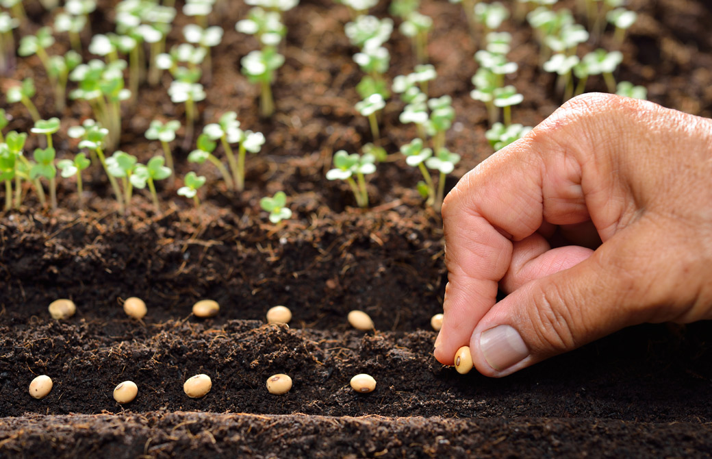 タネをまいている手