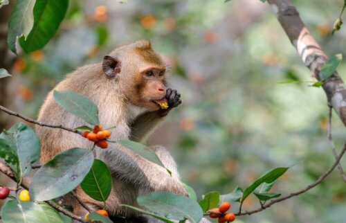 木の上で実を食べるサル