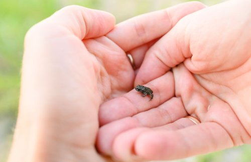 手のひらに乗った小さなカエル