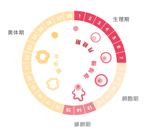 月経周期における身体の変化